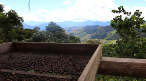 Jesus Lemus Leon - Farm Level Story