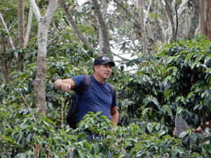 Gino Marin Geisha - Farm Level Story